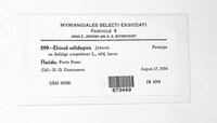 Elsinoe solidaginis image